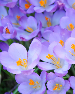 Crocus tommasinianus Ruby Giant