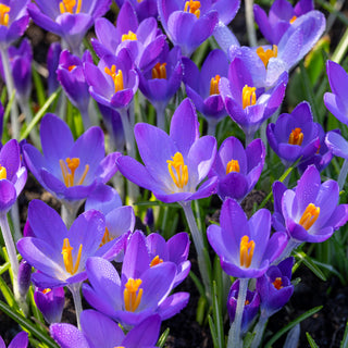 Crocus tommasinianus Whitewell Purple