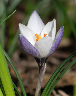 Crocus Chrysanthus Lady Killer
