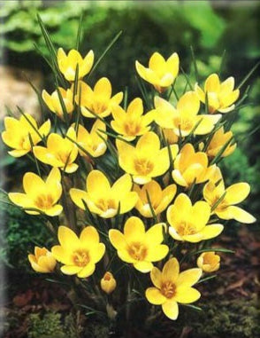 Crocus Chrysanthus Romance