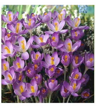 Crocus Tommasinianus Barr's Purple