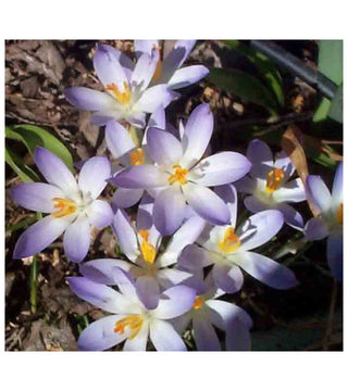 Crocus Tommasinianus Lilac Beauty