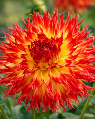 DALIA FIMBRIATA PINELANDS PAM