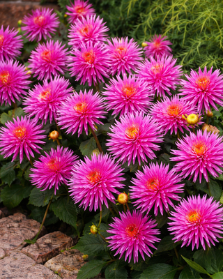 DALIA BORDER NANA PARK PRINCESS
