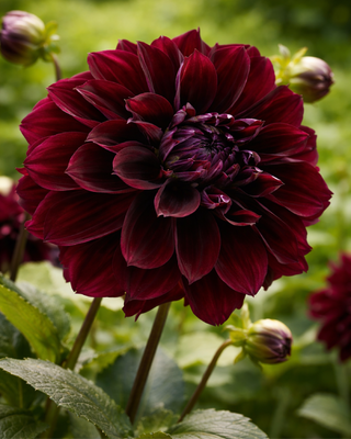 DALIA DECORATIVA DARK FUBUKI