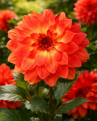 DALIA DECORATIVA GEORGES CLENET