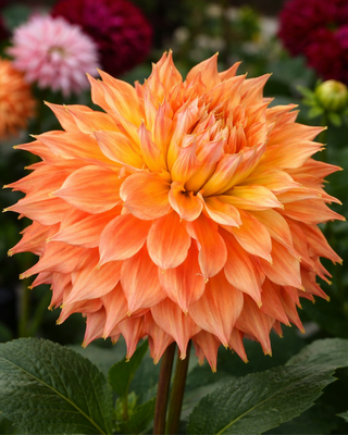 DALIA DECORATIVA HART’S DR MCMURRAY