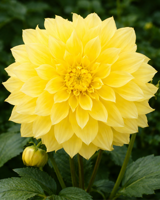 DALIA DECORATIVA KELVIN FLOODLIGHT
