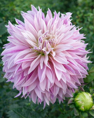 DALIA DECORATIVA LABYRINTH TWOTONE