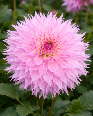 DALIA DECORATIVA MIRACLE PRINCESS