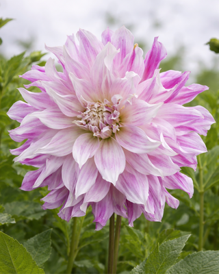 DALIA DECORATIVA MOM’S SPECIAL