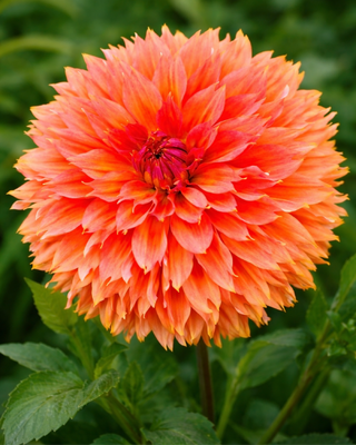 DALIA DECORATIVA ORANGE FUBUKI