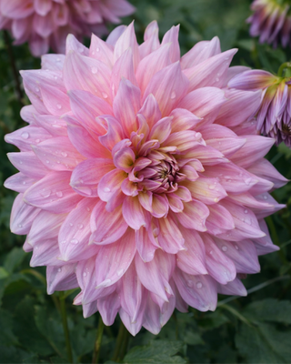 DALIA DECORATIVA STRAWBERRY ICE