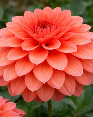 DALIA DECORATIVA SUMMER FLAME
