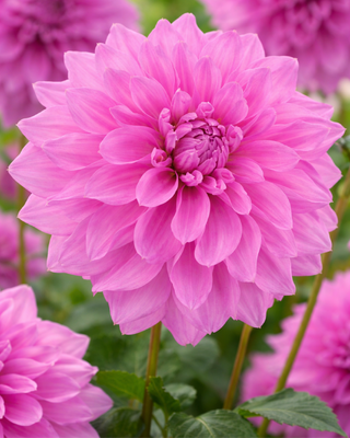 DALIA DECORATIVA LAVENDER PERFECTION