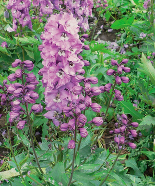 Delphinium Magic Fountain Miscuglio in vaso