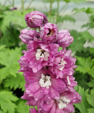 Delphinium Astolat In Vaso