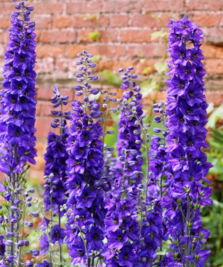 Delphinium Black Knight In Vaso