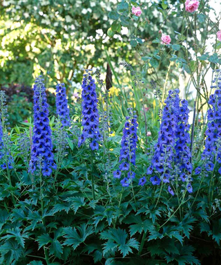 Delphinium King Artur In Vaso