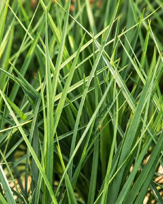 DIANELLA REVOLUTA "COOLVISTA"