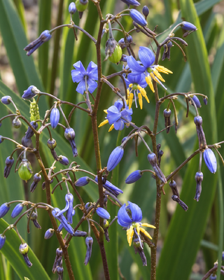 DIANELLA REVOLUTA "COOLVISTA"