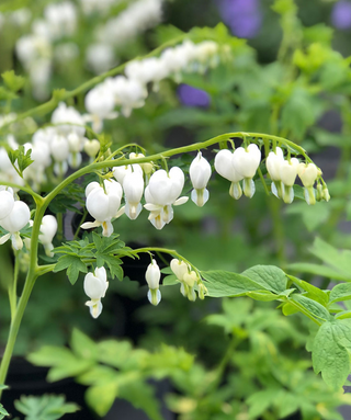 Dicentra Spectabilis Alba