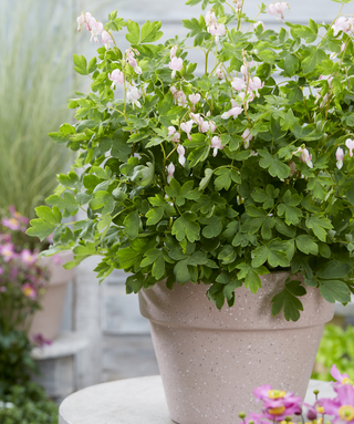 Dicentra Spectabilis Cupid In Vaso