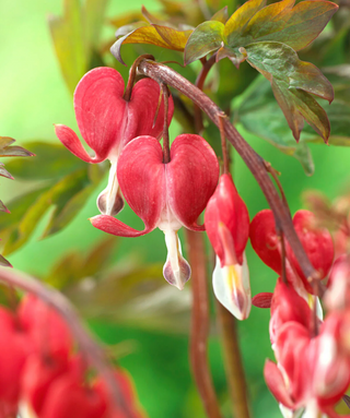 Dicentra Spectabilis Rossa