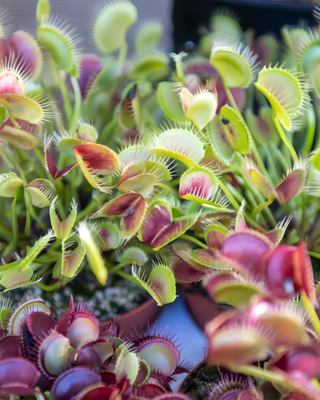 DIONAEA MUSCIPULA