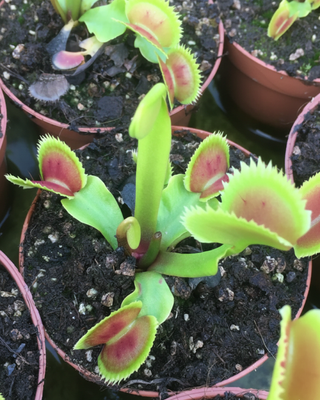 DIONAEA MUSCIPULA "UK SAWTOOTH II"