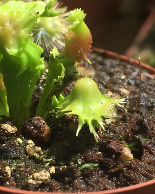 DIONAEA MUSCIPULA "VIC PUNK"