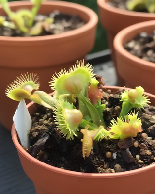 DIONAEA MUSCIPULA "VIC PUNK"