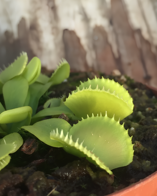 DIONAEA MUSCIPULA "GREEN WIZARD"