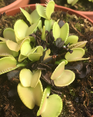 DIONAEA MUSCIPULA "GREEN WIZARD"