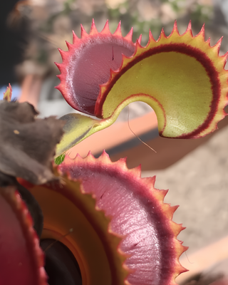 DIONAEA MUSCIPULA "DRACULA"