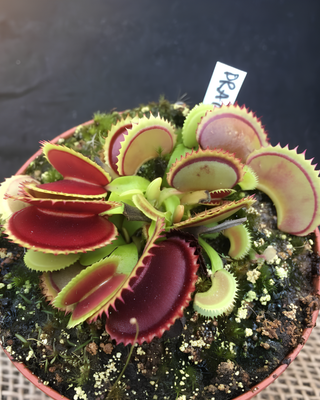 DIONAEA MUSCIPULA "DRACULA"