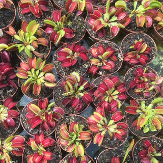 Dionaea muscipula