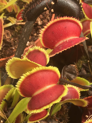 Dionaea muscipula “UK Sawtooth II”