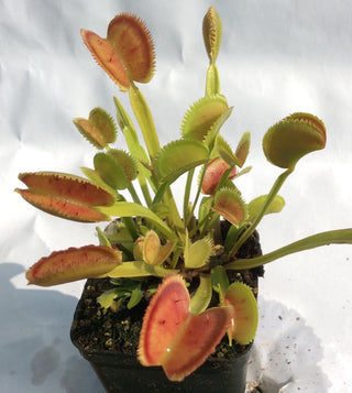 Dionaea muscipula “UK Sawtooth II”
