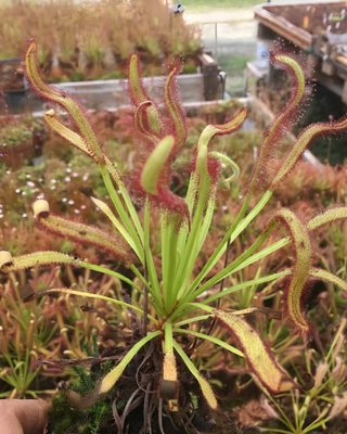 DROSERA CAPENSIS "KALI"