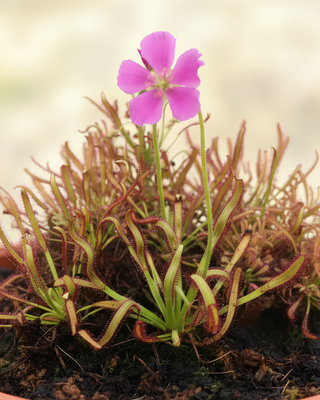 DROSERA CAPENSIS "KALI"