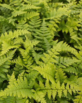 DRYOPTERIS AFFINIS