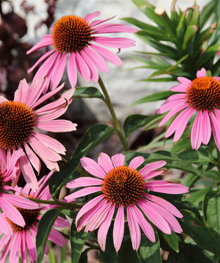 Echinacea Purpurea Magnus Superior