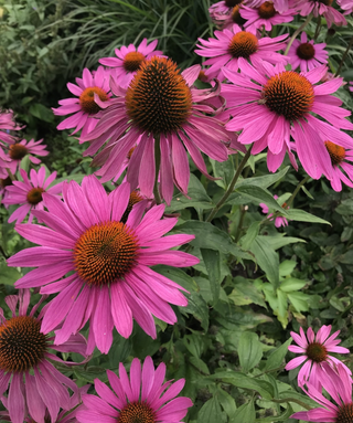 Echinacea Purpurea Rubinstern