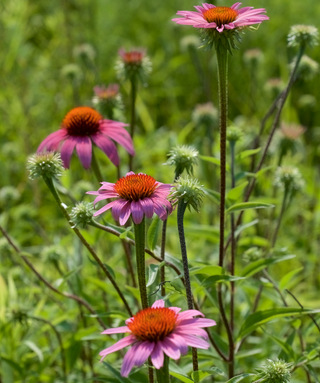 Echinacea Purpurea