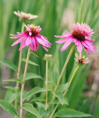 Echinacea Purpurea Double Decker