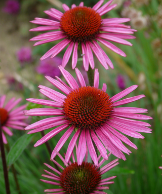 Echinacea Purpurea Pica Bella