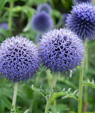 Echinops Bannaticus Taplow Blue