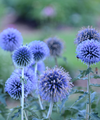 Echinops Ritro Blu