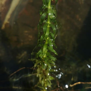 Egeria densa